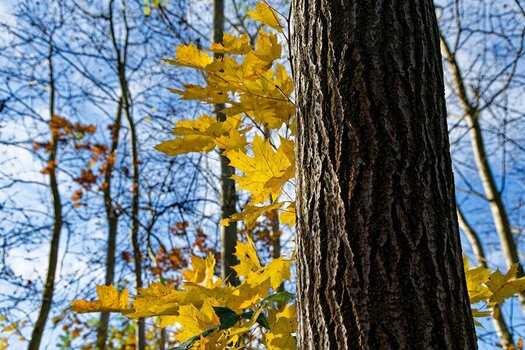 DSC_2104.jpg