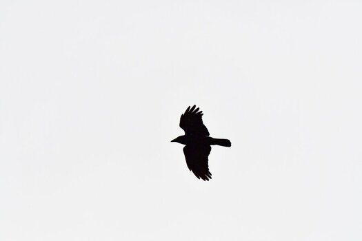 DSC_1934_DxO.jpg