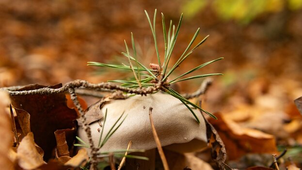 k_036_SIGMA_30mm_F1.4_DC_DN_Contemporary_RF-Mount_Referenz.jpg