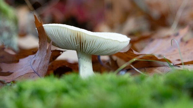 k_040_SIGMA_56mm_F1.4_DC_DN_Contemporary_RF-Mount_Referenz.jpg