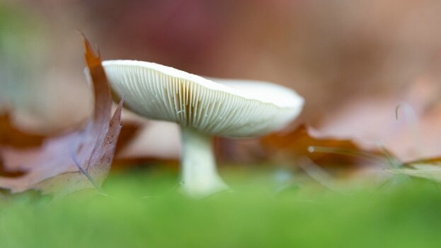 k_041_SIGMA_56mm_F1.4_DC_DN_Contemporary_RF-Mount_Referenz.jpg