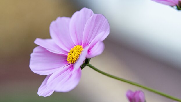 k_044_SIGMA_56mm_F1.4_DC_DN_Contemporary_RF-Mount_Referenz.jpg