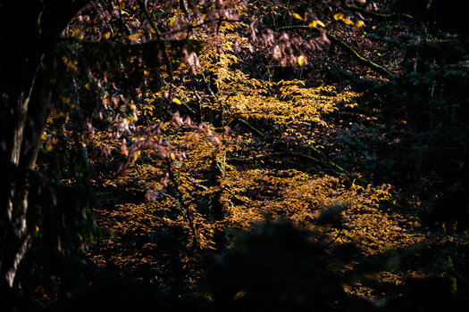 DSC_0194.jpg