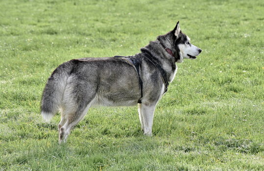 Huskytreff Melle 201024-039.jpg