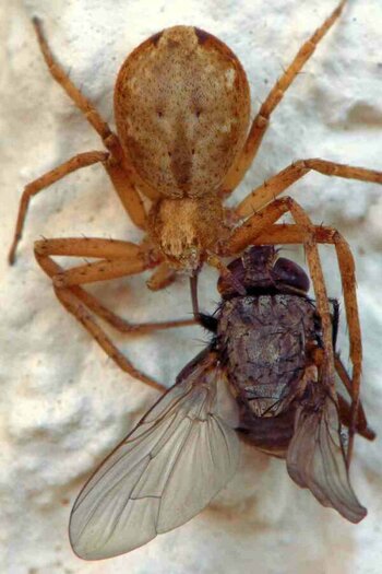 Spider eats Fly_DSC_5922.jpg