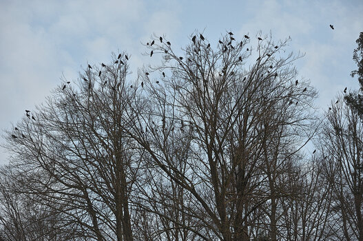 DSC_5406.f.jpg