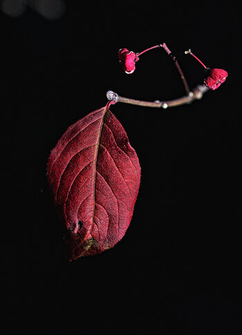 DSC_5425.f.jpg