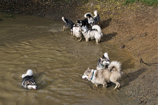 Huskytreff Melle 201024-013.jpg