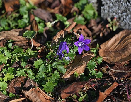 DSC_5453.f.jpg