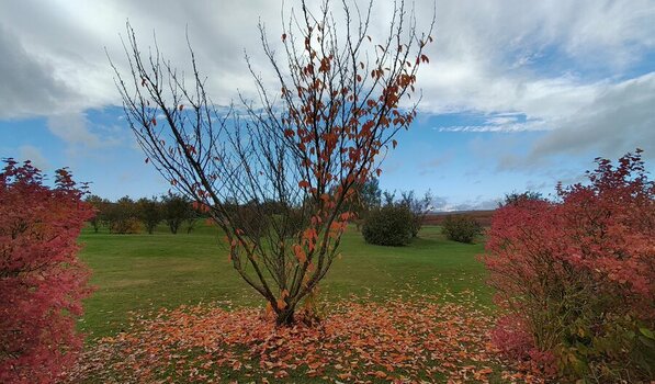 IMG_20211101_105717_hdr.jpg