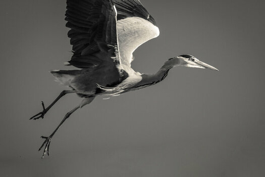 DSC_8224-2.jpeg