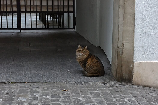 DSC_2407.f.jpg