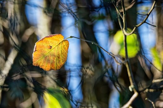 DSC_0493_DxO.jpg