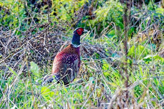 DSC_2171_DxO.jpg