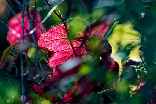 DSC_0554_DxO.jpg