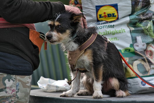 Huskytreff Melle 201024-134.jpg