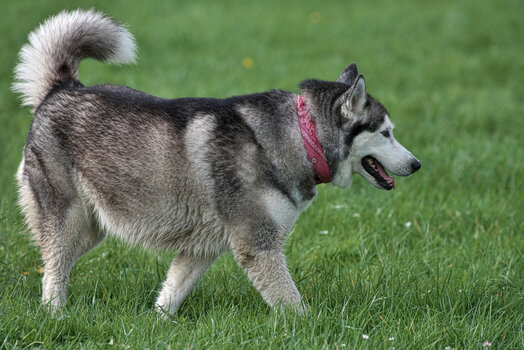 Huskytreff Melle 201024-122.jpg