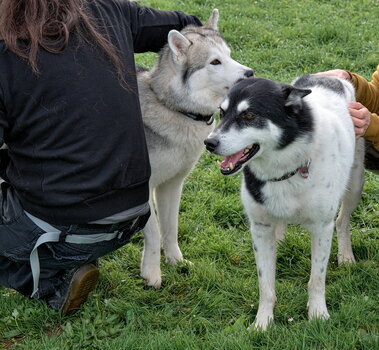 Huskytreff Melle 201024-042.jpg