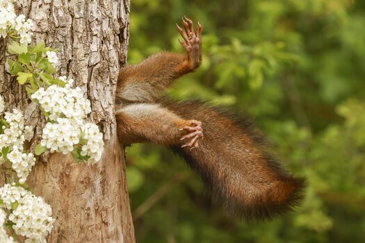 k_1. OVERALL WINNER AND MAMMAL AWARD WINNER_Milko Marchetti_Stuck Squirrel.jpg