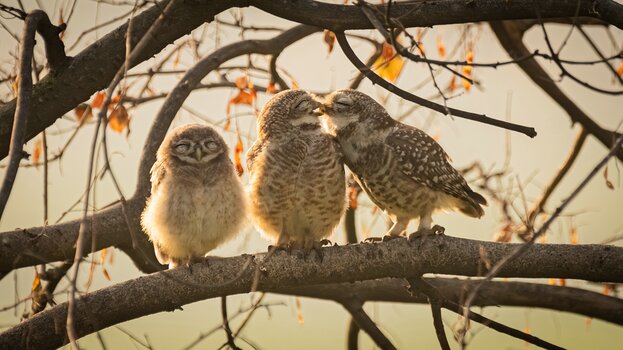 k_6. NIKON JUNIOR PHOTOGRAPHER AWARD WINNER_Sarthak Ranganadhan_Smooching Owlets.jpg