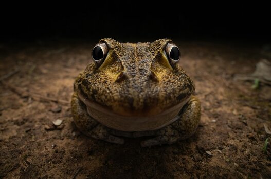 k_7. NIKON YOUNG PHOTOGRAPHER AWARD WINNER_Kingston-Tam_Awkward-smiley-frog.jpg