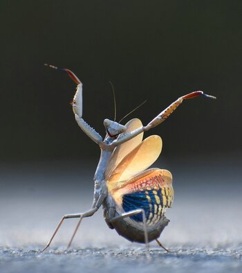 k_2. INSECT AWARD WINNER_Jose-Miguel-Gallego-Molina_Mantis-flamenca.jpg