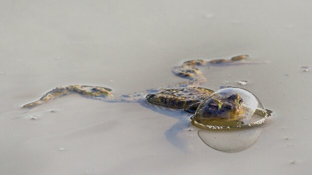 k_3. REPTILE AWARD WINNER_Eberhard-Ehmke_Frog-in-a-balloon.jpg