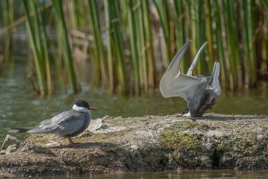 k_4. BIRD AWARD WINNER_Damyan Petkov_Whiskered tern crash on landing.jpg