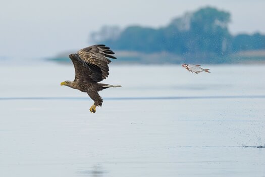 k_5. FISH & OTHER AQUATIC ANIMALS AWARD WINNER_Przemyslaw Jakubczyk - Unexpected role swap.jpg