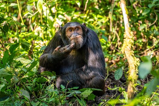k_HIGHLY COMMENDED_Arvind Mohandas_The-Contemplative-Chimpanzee.jpg