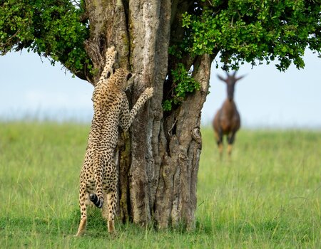 k_HIGHLY COMMENDED_Leslie Mcleod_hide and seek.jpg