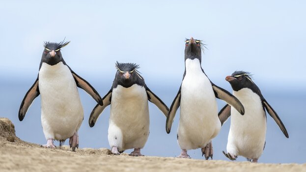 k_HIGHLY COMMENDED_Ralph-Robinson_Gang-of-Four.jpg