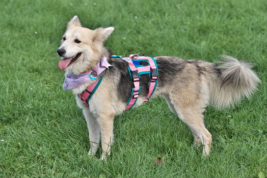 Huskytreff Melle 201024-141.jpg