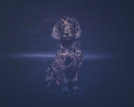 hunde-3.jpg
