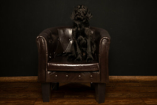 hunde-4.jpg
