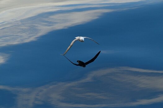 Fulmar_D781265_web.JPG