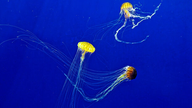 ATL_Aquarium-(12)_2024_DxO.jpg