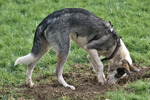 Huskytreff Melle 201024-125.jpg