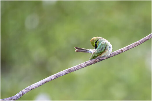 NZ6_5587+ mkl1,5 DV.jpg