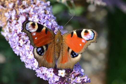 Schmetterling.jpg