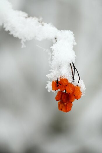 Schneefrüchte_D786777.JPG