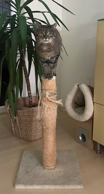 Cleo auf Kratzbaum_k.jpg