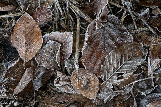 comp_Winterblattmosaik.jpg