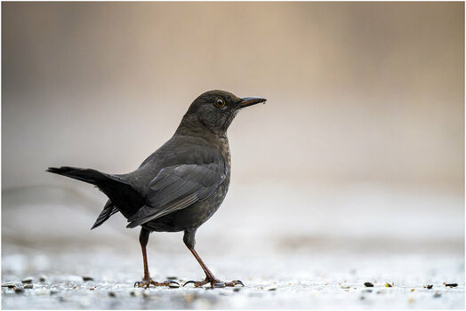 NZ8_3993+mkl1,5 Amsel h D.jpg