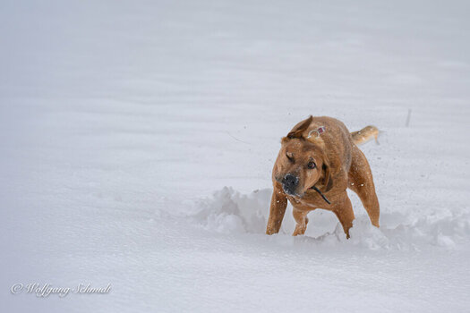20250110 - Marla-160.jpg