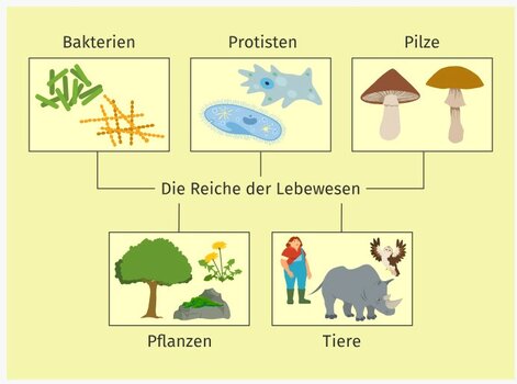 Reiche der Lebewesen.jpg