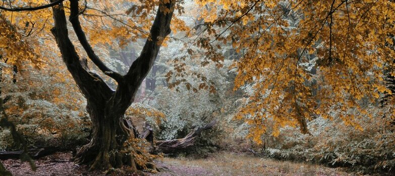 Urwald Sababurg.jpg