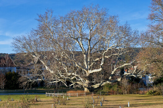 DSC_0706_DxO.jpg