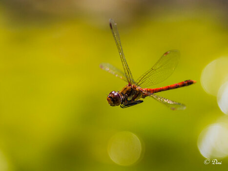 Libelle im Flug III.jpg