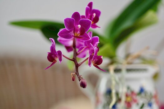 Orchidee.jpeg